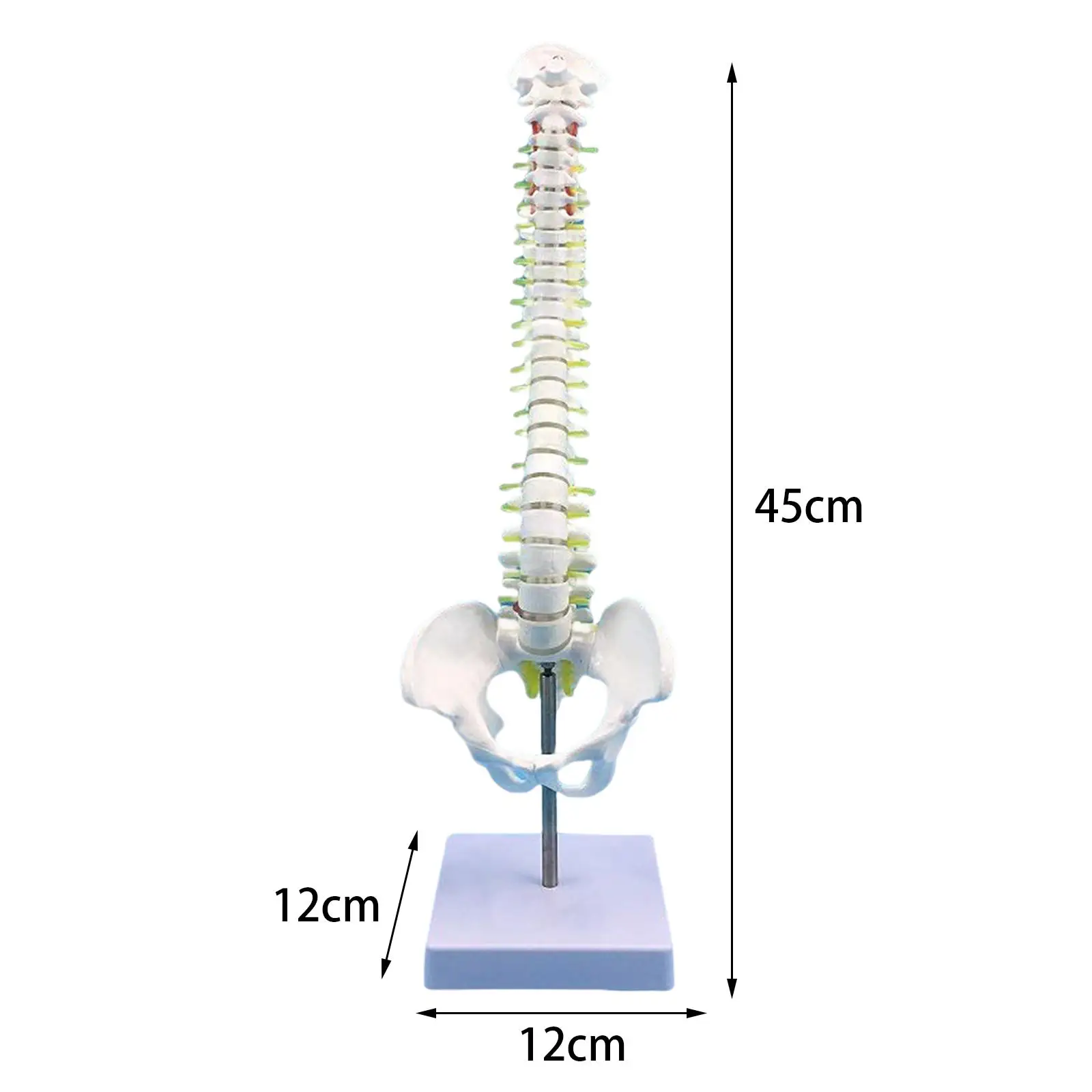 Human Spine Model Skeleton 17.7inch for Teaching Aid Learning Education Tool