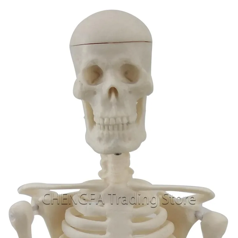 Adult Skeleton Model 45cm Human Skeleton Model Whole Body Spine Bone Model Bone Specimen Medical Supplies Sketch Art Supplies