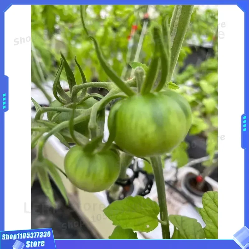 11L Hydroponics Bubble Generator System with Pump and Connection Tank for Barrel Planting Irrigation Equipment Kit 10 Barrels