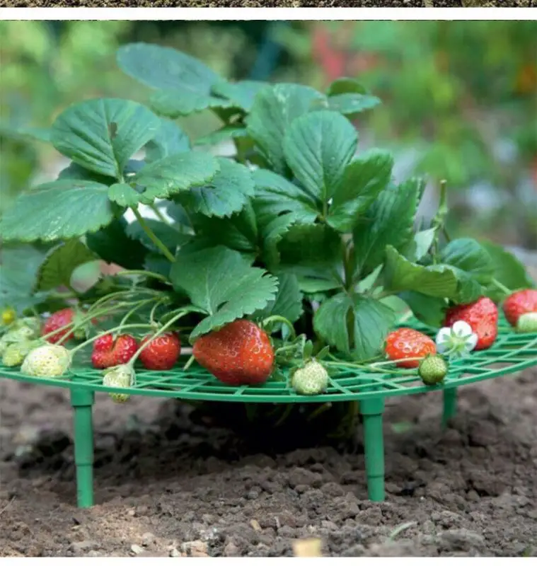 

5 Packs Strawberry Supports - Strawberry Plant Support Strawberry Growing Racks Strawberry Growing Frame