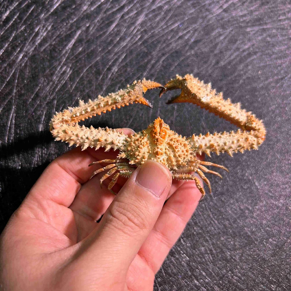 Hedgehog crab  handmade specimen  popular science teaching aids marine biological beetell stylish gift