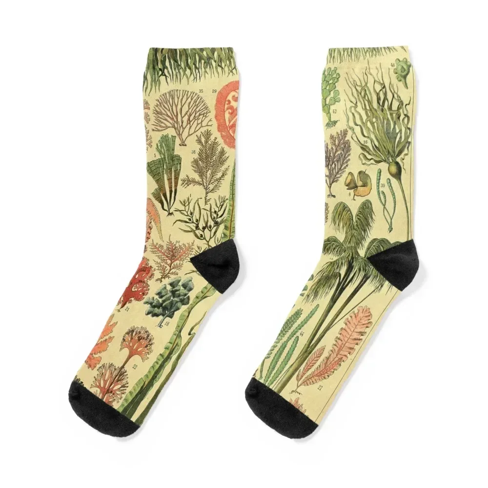 

Adolphe Millot Algues Socks Novelties winter thermal aesthetic Women's Socks Men's