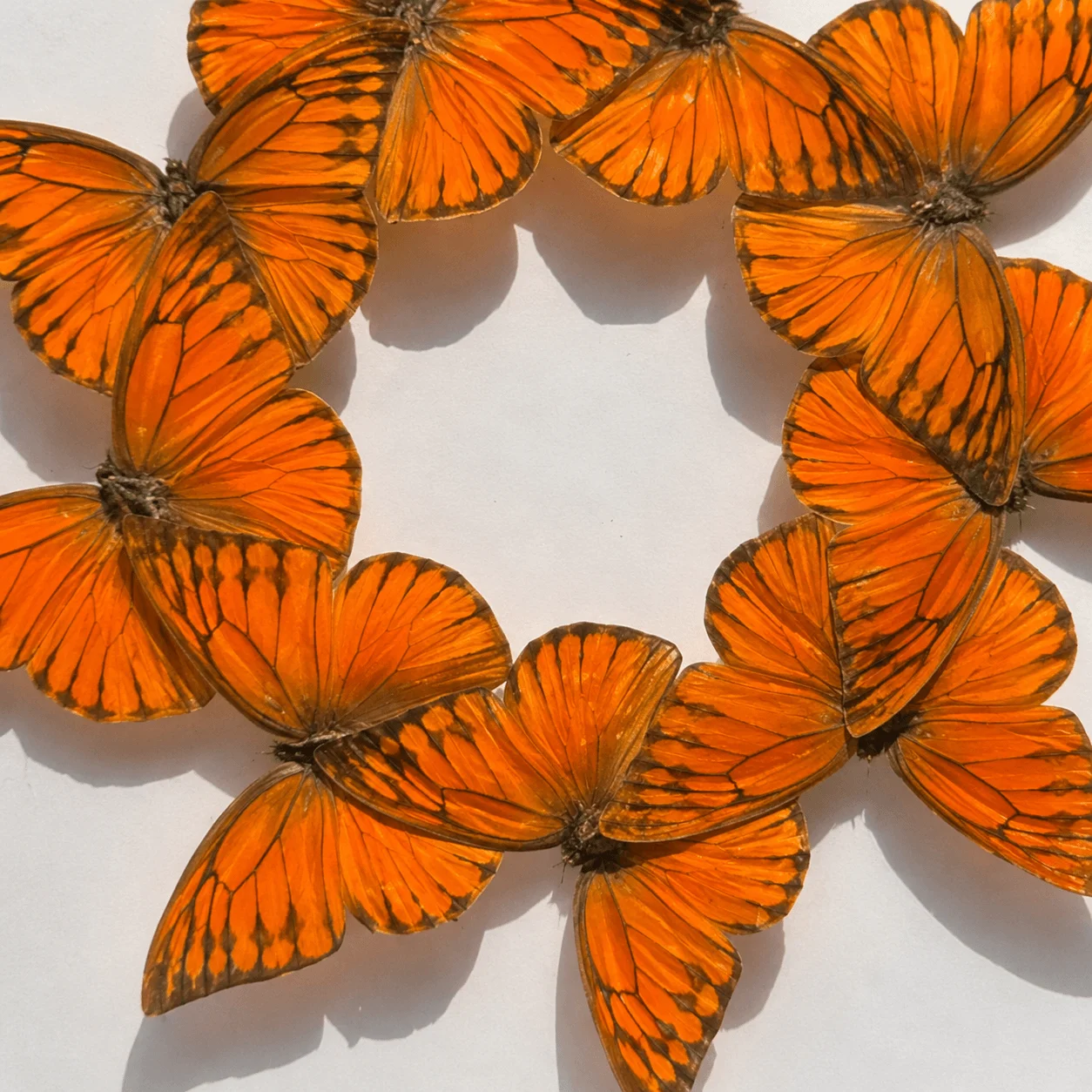 Real Orange-Tip Butterfly Framed Art, Natural Wing Texture Shadow Box, Vibrant Nature-Inspired Wall Decor
