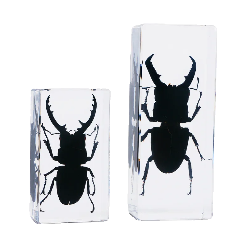 27 Large Real Insect Specimen Transparent Resin Small Ornament Known Beetle Spider Home Decoration Accessories for Living Room