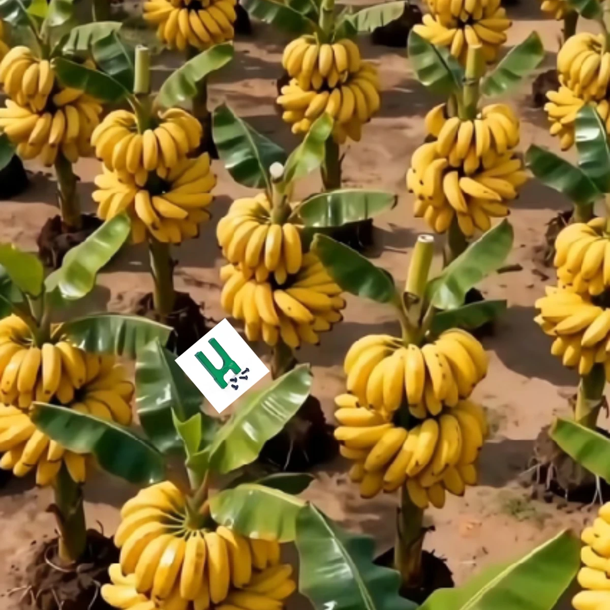 Gpm Arrma Kraton Ty…