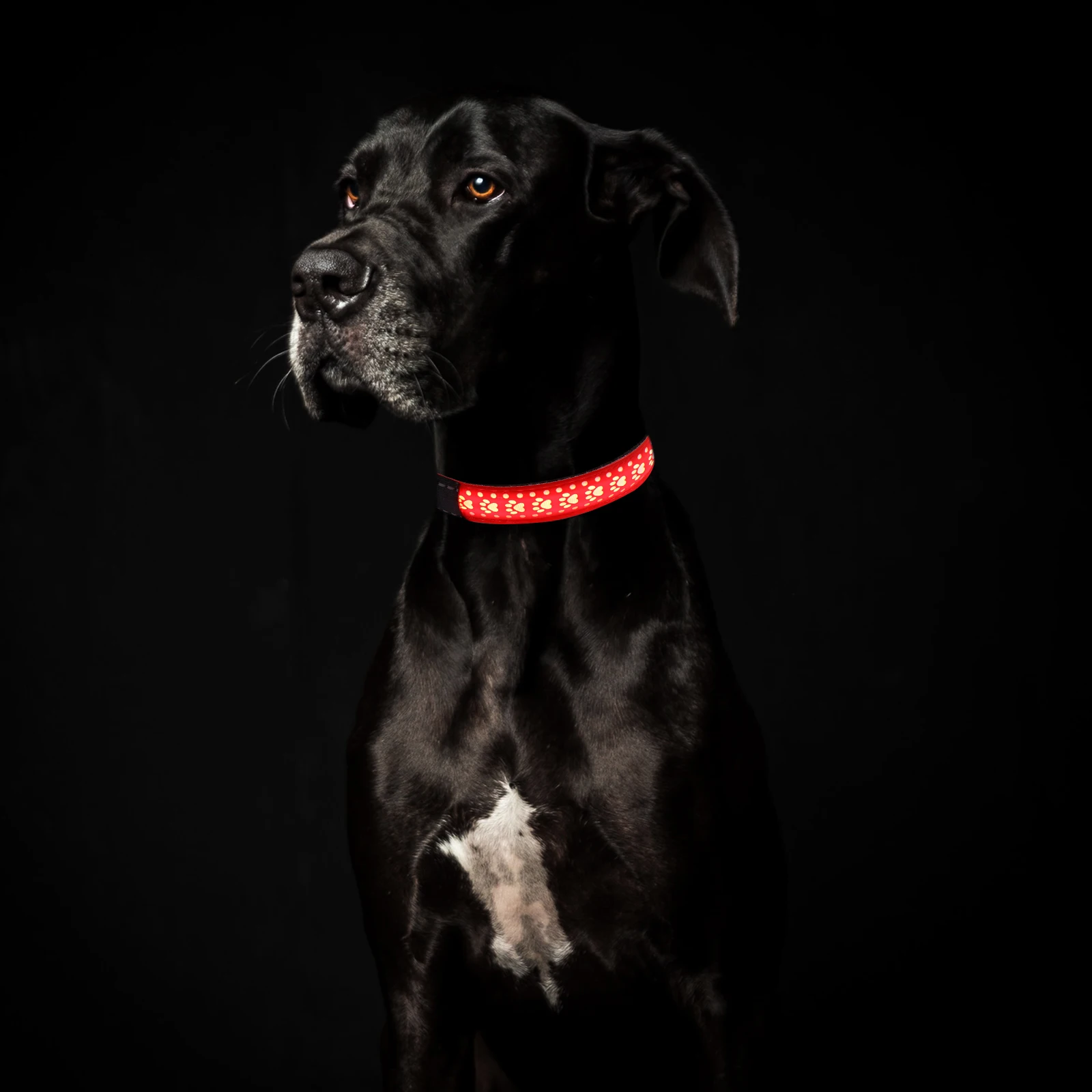 Dog Glow Collar 3 Modes Flash Constant Light Adjustable Buckle Pet Dog Necklace Christmas ABS Box