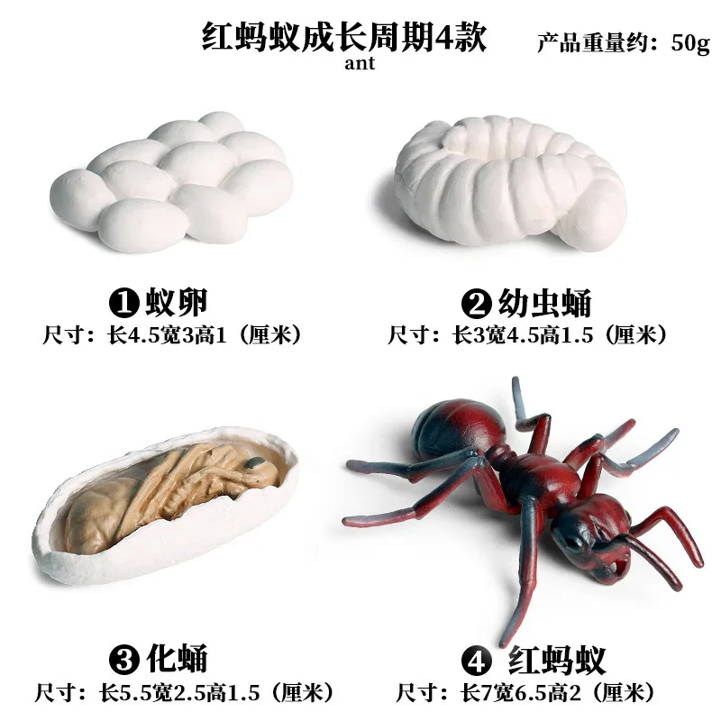 Life Growth Cycle Simulation Insect Butterfly Frog Chicken Action Figures Animal Model Baby Educational Miniature Kids Toy