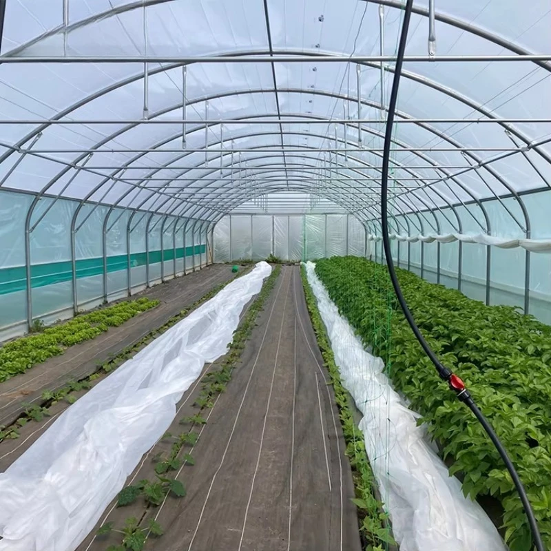 GT Spot Goods im Angebot Kostengünstiges kommerzielles Gewächshaus Landwirtschaftliches Tunnelgewächshaus für den Nahen Osten