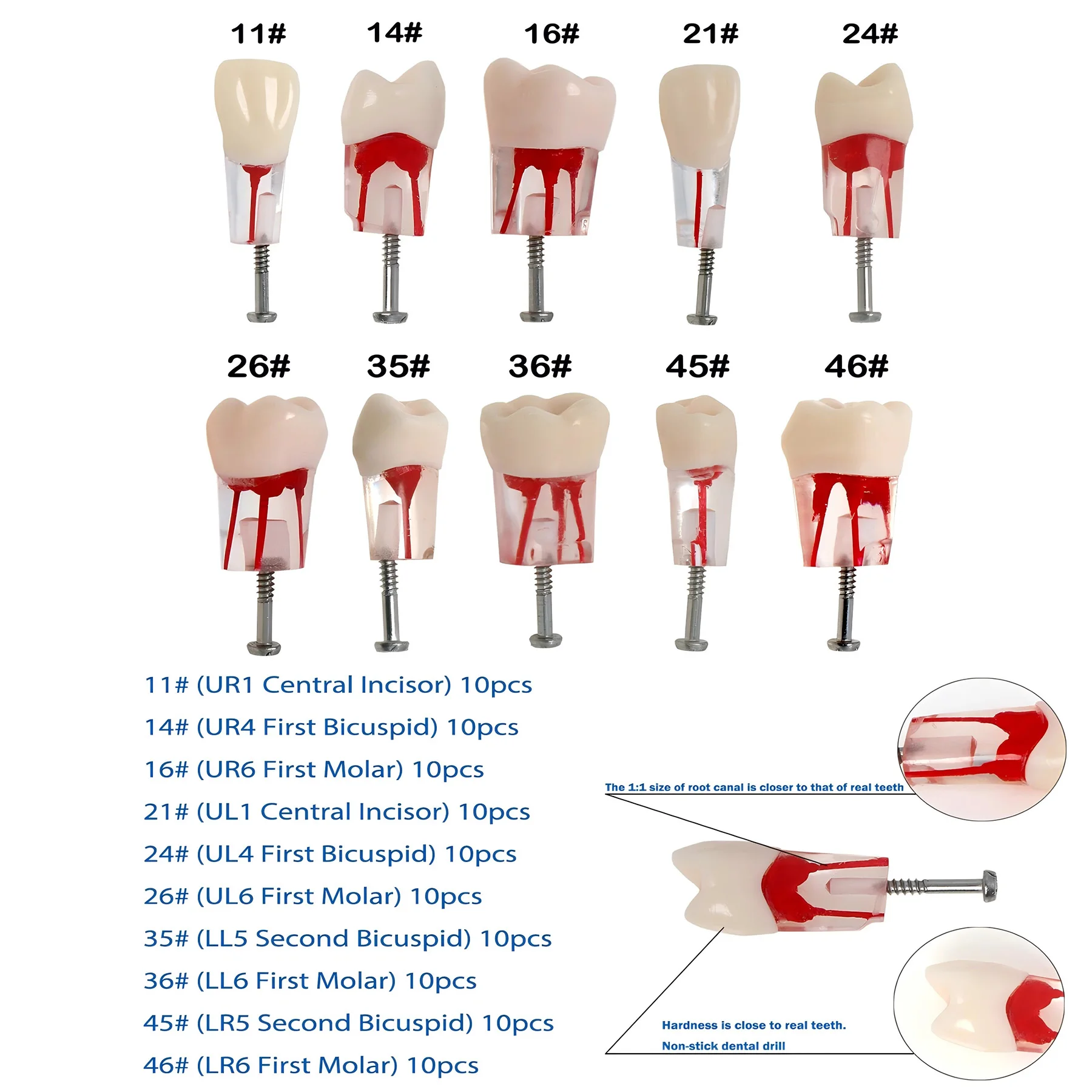

Dental Training Models RCT Endo Root Canal Practice Typodont Pulp Cavity Practice Teeth Compatible with Kilgore Nissin 200 Type