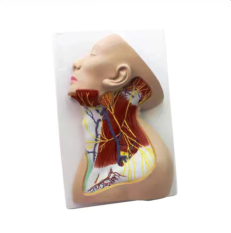 Human neck anatomy models used in hospitals and schools