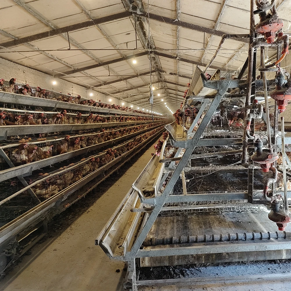 Factory Direct Sale A-Type 4 Tiers 4 Doors Layer Egg Chicken Cage Battery Cages for Laying Hens Poultry Farming House Building