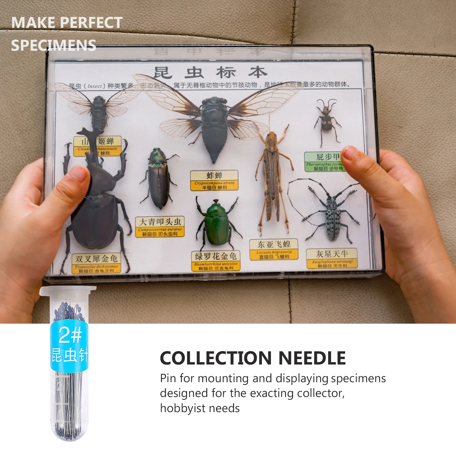 200pcs Specimen Pin Stainless Steel For Display Entomology Tools Lab Pin Kit Dissection Specimen Collector