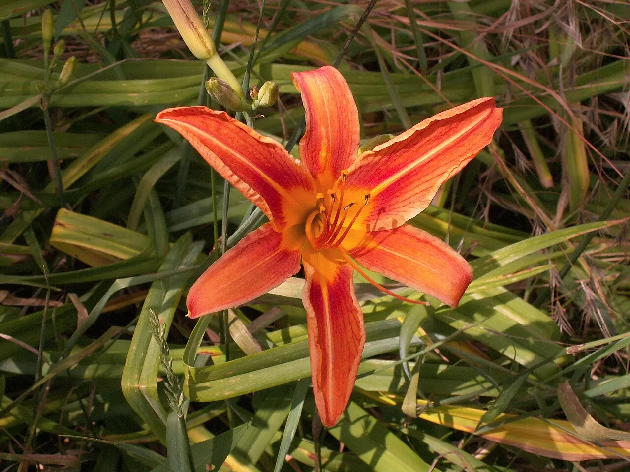 144 Uds. Semillas de Hemerocalis Naranja y Amarillo, Flor Vivaz Resistente de Larga Floración para Jardín, Bordes y Macizos