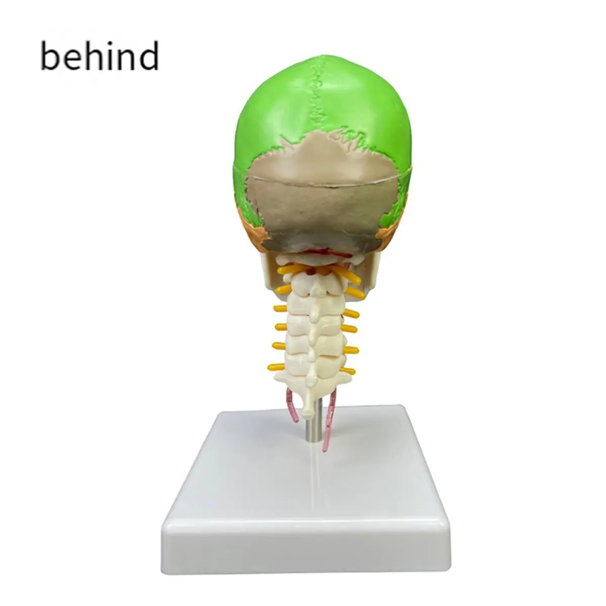 A1939K 1/2 Size 3-Part Human Colored Head Skull with Cervical Vertebra Anatomical Model Science Supplies SUMMER