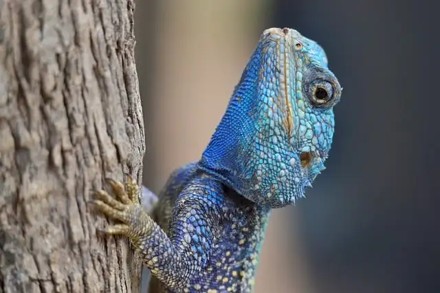 

Skydroid H16/H16Pro 2.4ГГц 16-канальный FHSS видеопередатчик с телеметрией 20 км, 1080P, с камерой MIPI и приемником R16 – Хит продаж