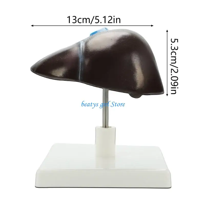 

C7AB Анатомическая модель структуры печени человека В натуральную величину Анатомическая модель печени человека для учебных в