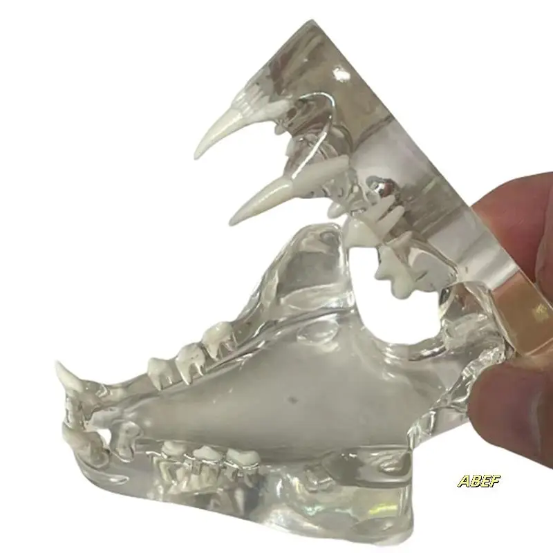 歯の解剖学モデル動物口腔顎獣医オフィス教育ツール