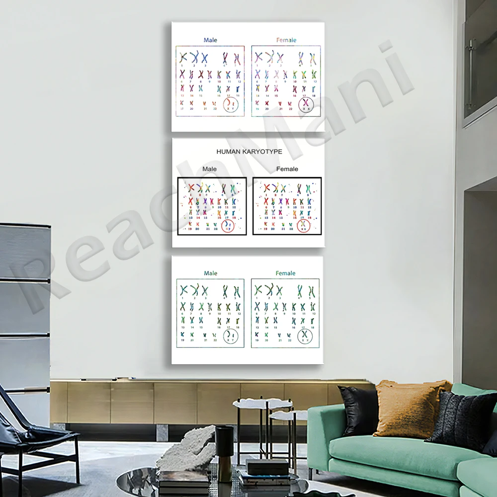 Human Karyotype, Female and Male Chromosomes Human Anatomy Diagram Watercolor Genetics Biology Poster Science Clinic Medical Art