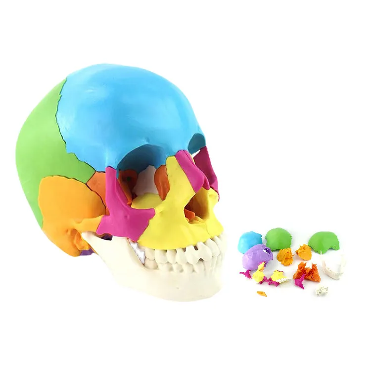 Life Size Colorful Human Skull Model 22Parts Removable Anatomical Anatomy Medical Skeleton Head Teaching Supplies