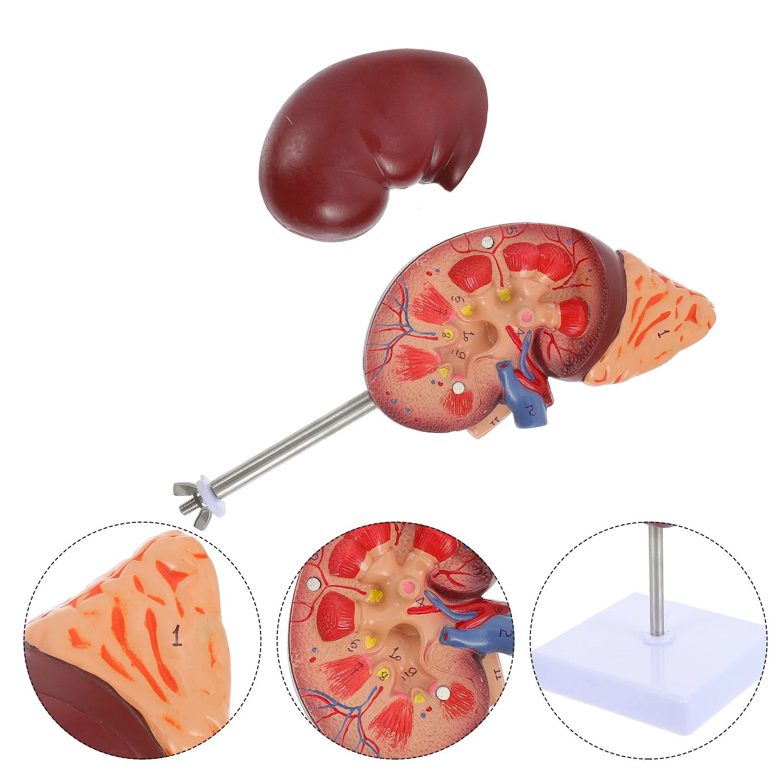 Modelos anatómicos de riñón, órganos de anatomía de Pvc del sistema digestivo humano