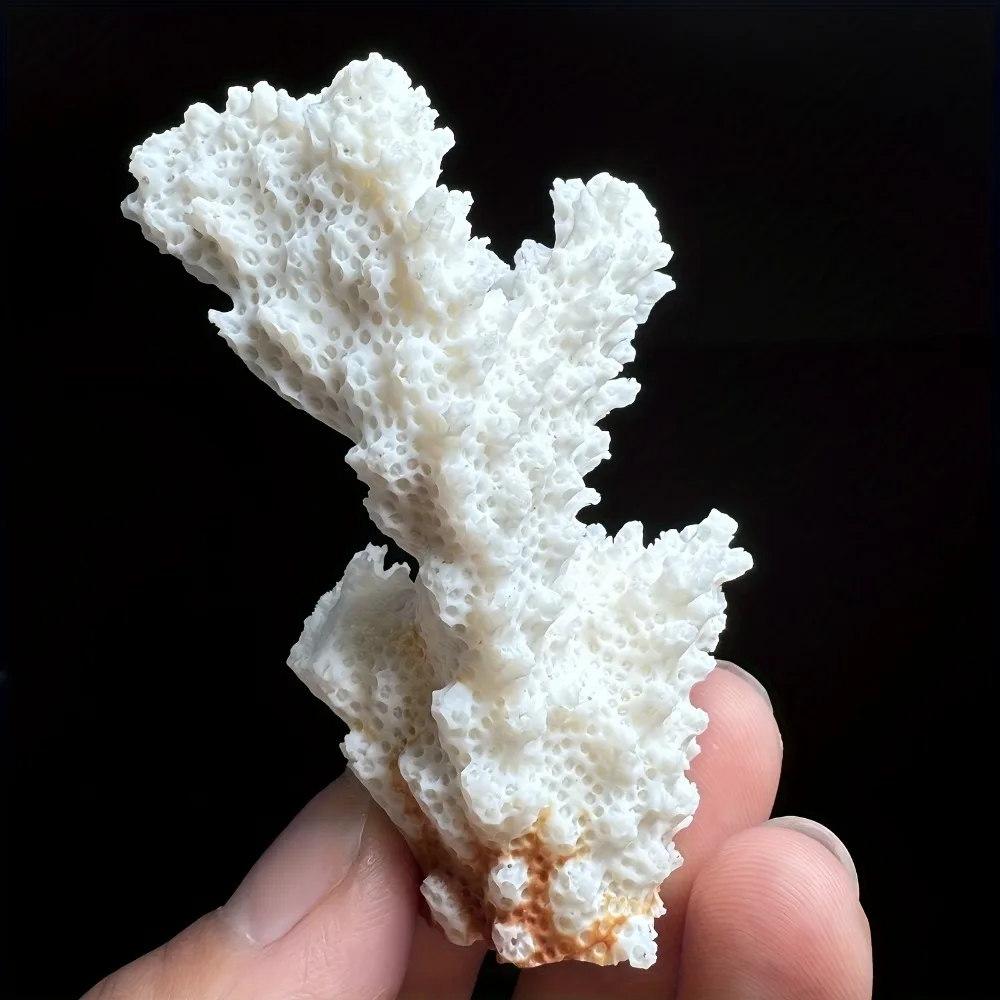 1 قطعة الحجر الطبيعي المرجان العنقودية شظايا الأشكال غير النظامية تزيين الشاطئ قذيفة حوض السمك حوض السمك الديكور #4