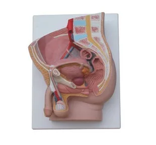 

male Sagittal Dissection Reproductive aids free shipping