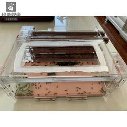 6 test tube nests, 30 caliber, 300 length capacity, super thick board, ant nest, ant workshop, ant nest