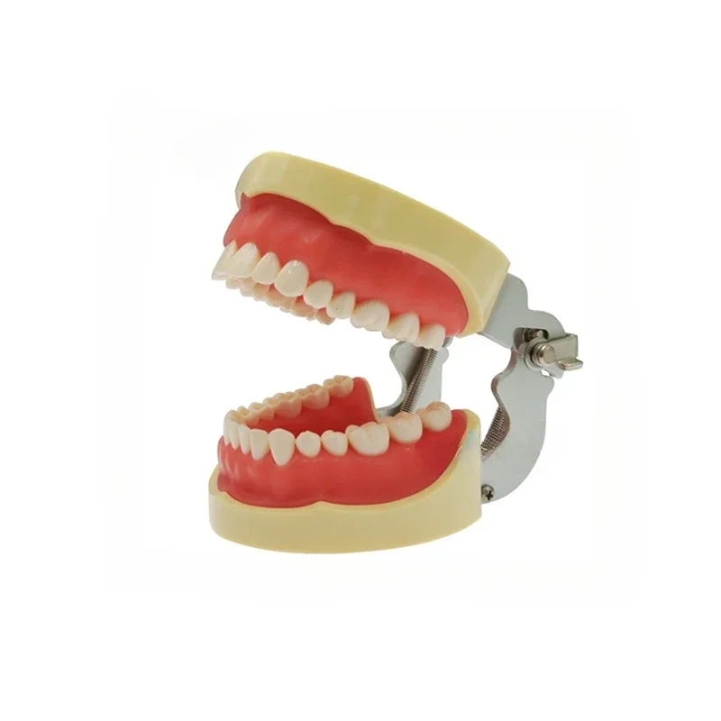 Dentals resins tooth root canal jaw dentals demonstrates model for practice/Dentals Typodonts Exam Prep Model/Education models