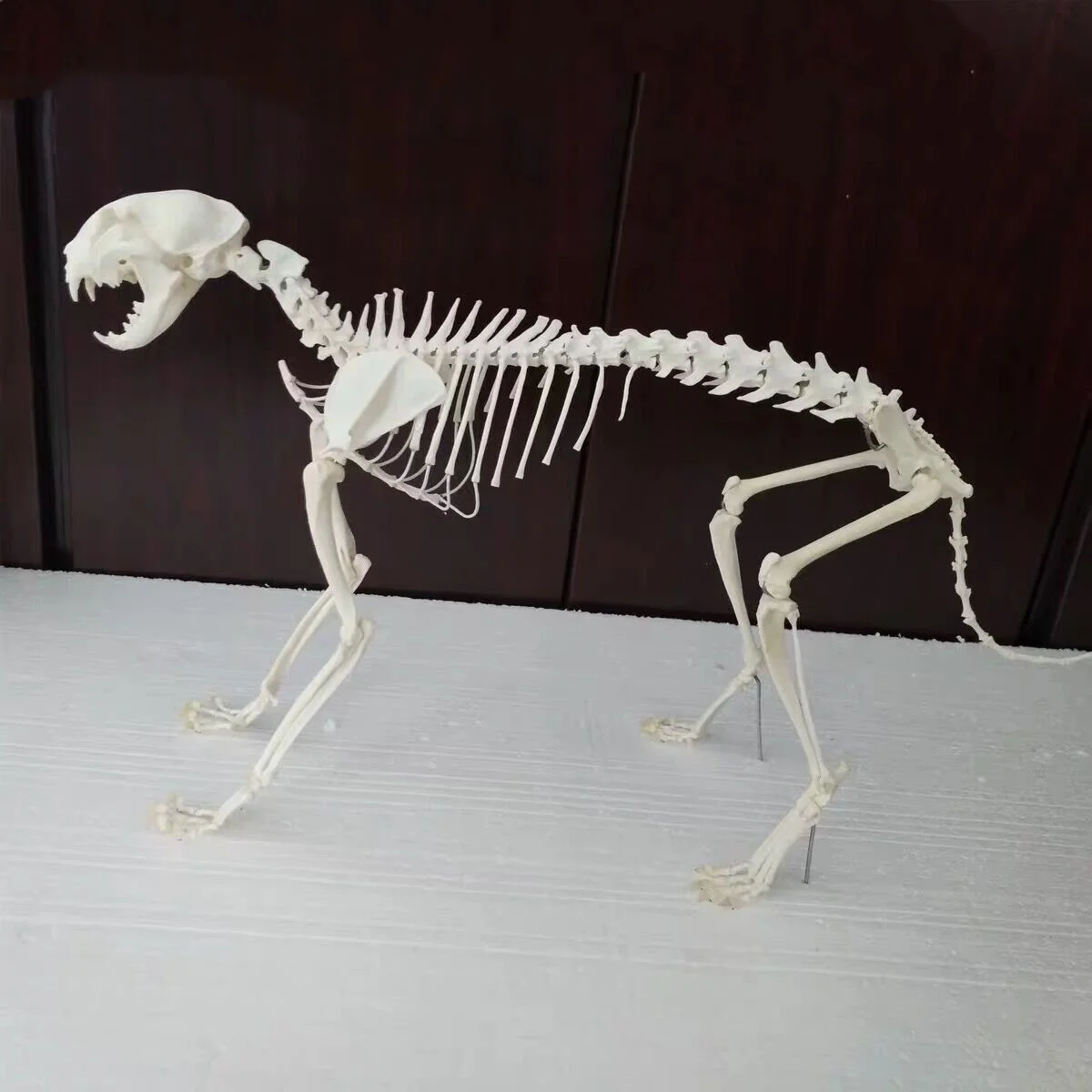 A complete set of unassembled real animal skeletons, real animal bone, Taxidermy