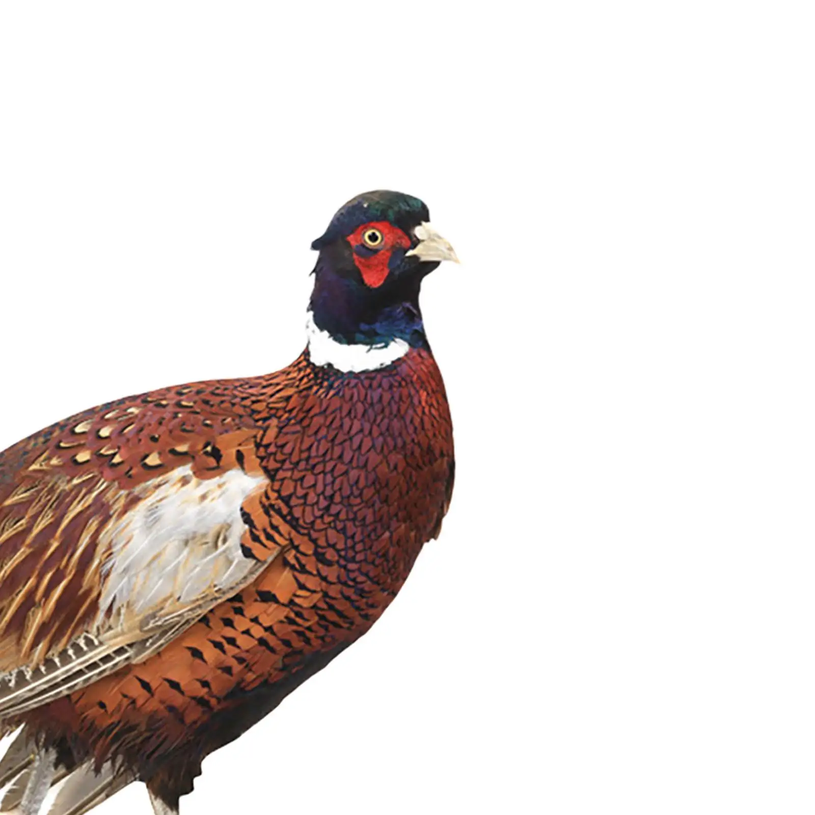 Pheasant Sculpture, Acrylic Yard Stake, Floor Decoration, Gifts, Landscape