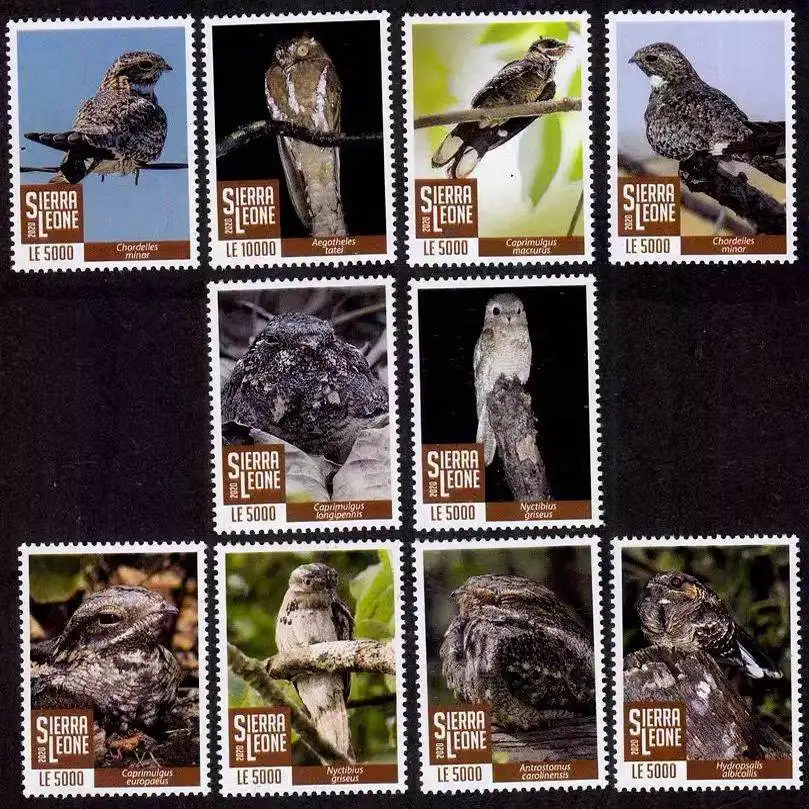 Sierra Leone Post Stamps Postage Year 2020 Birds Long Tailed Nighthawk Forest Owl Raptor 1 Set 10 New Collectible Postage Stamps