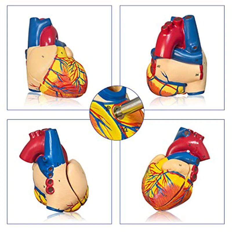 Plastic Heart Model 2-Part Deluxe Life-Size Human Heart Model Anatomy With 34 Anatomical Structures, Anatomical Heart