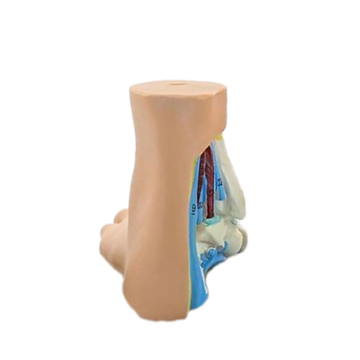 Foot Anatomy Model, Human Anatomy Foot Model, Normal Flat Arched Foot Model, Human Foot Muscle Model Flat Feet(Normal )