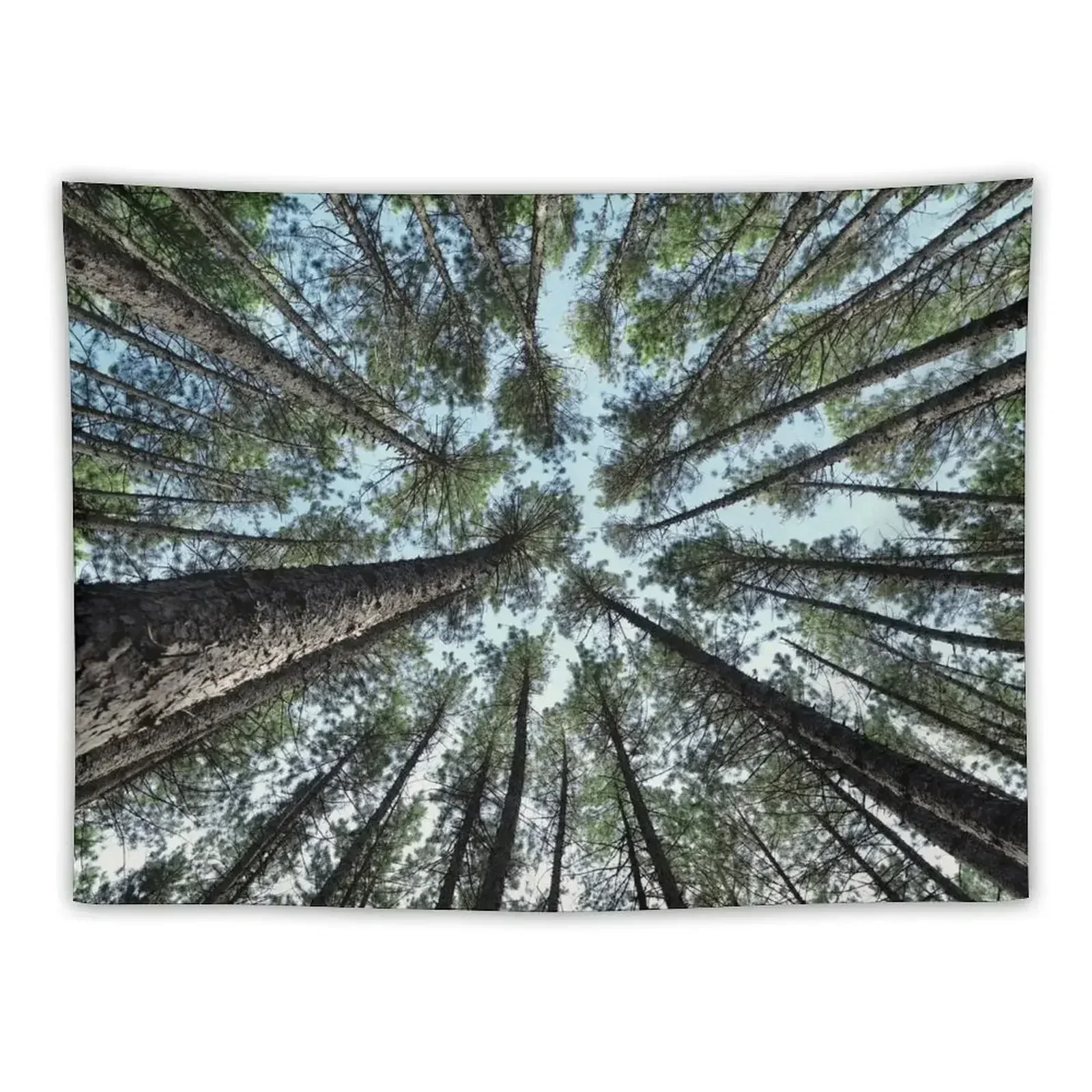 Tree tops of pine forest art photo print Tapestry Wallpaper Bedroom For Bedroom Bed Room Decoration Tapestry