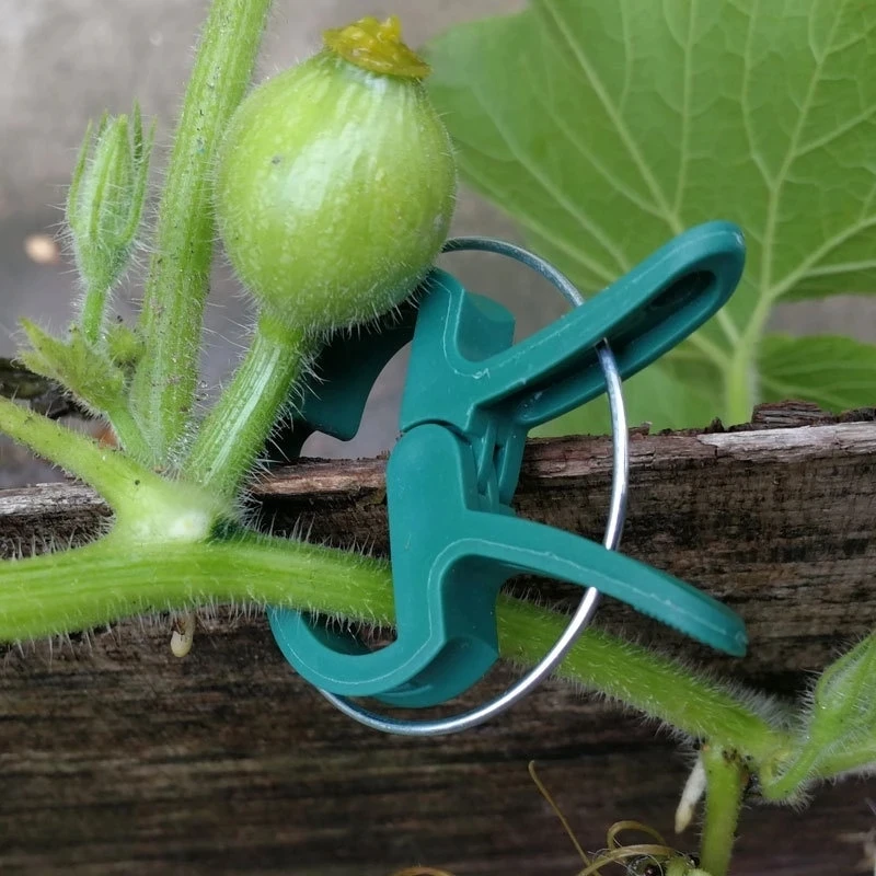 20pcs Reusable Green Garden Plant Fixed Clips for Greenhous Vegetables Flowers Stem Vines Grape Clamp Support Fastener Tools