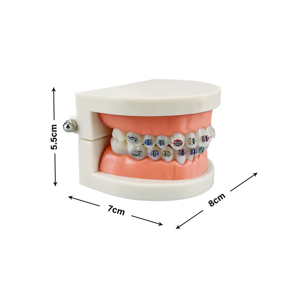 Modelo ortodôntico dental com suporte de cerâmica de metal arco fio tubo bucal ligadura laços tratamento dos dentes typodont ferramentas odontológicas