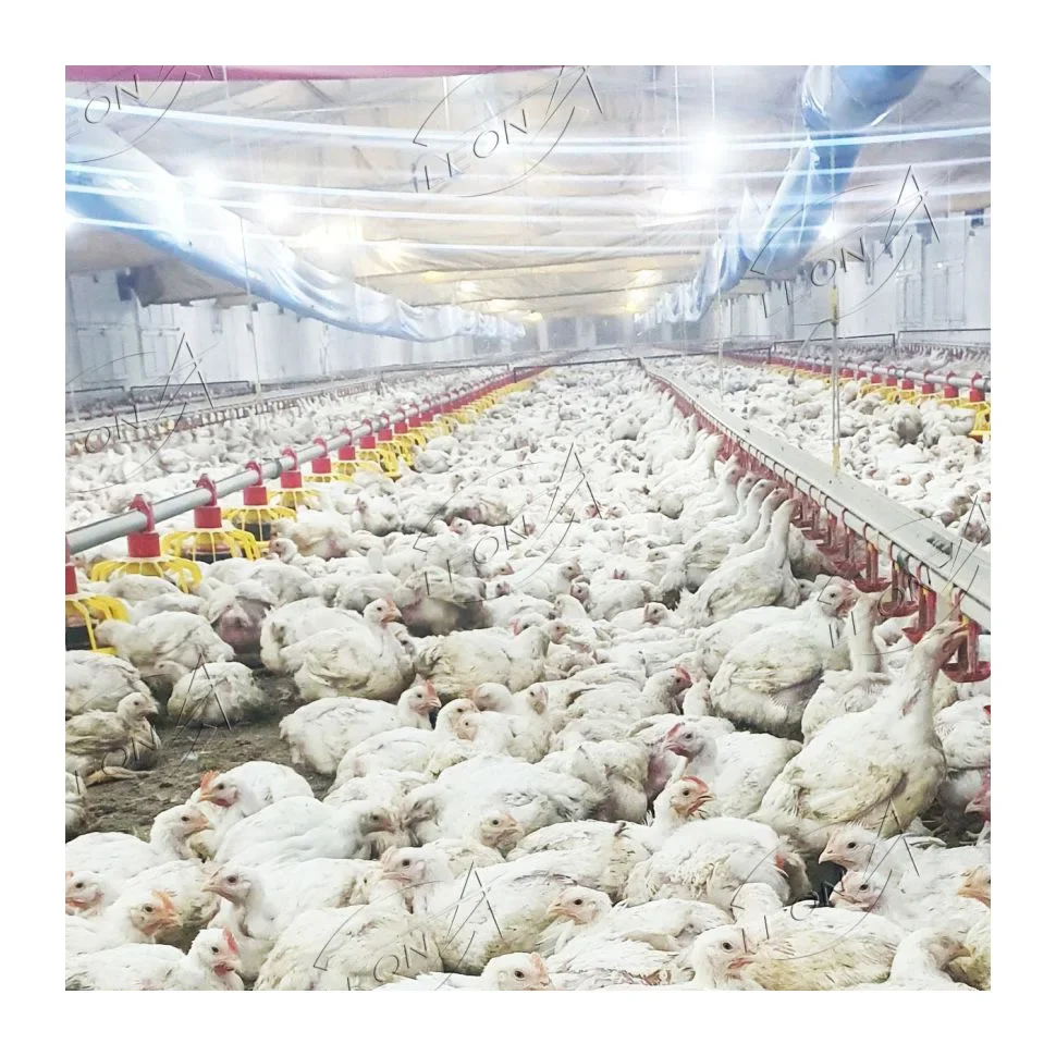 

High Quality Modern Design Broiler Chicken Farm Implements Equipment for Livestock and Agriculture