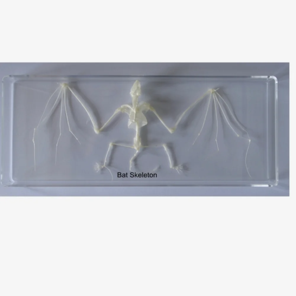 Bat Skeleton Specimen paperweight Taxidermy Collection embedded In Clear Lucite Block Embedding Specimen