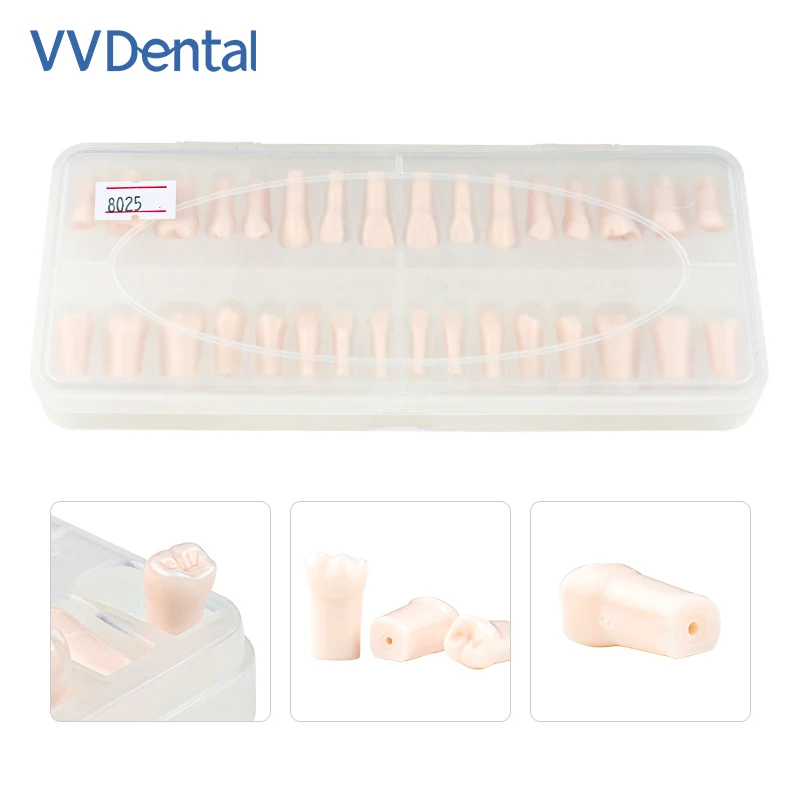 VV Dental 32pcs Full-Mouth Resin Tooth Models for Study Practice Endodontic Training 1:1 Simulation Models