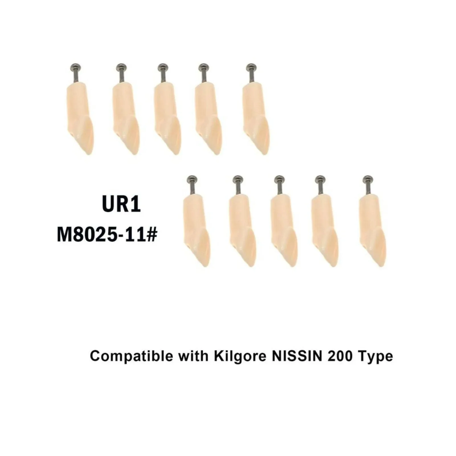 Modelo de dentes para prática odontológica, dente removível, Modelo de treinamento odontológico, Preparação odontológica, Compatível com Kilgore Nissan