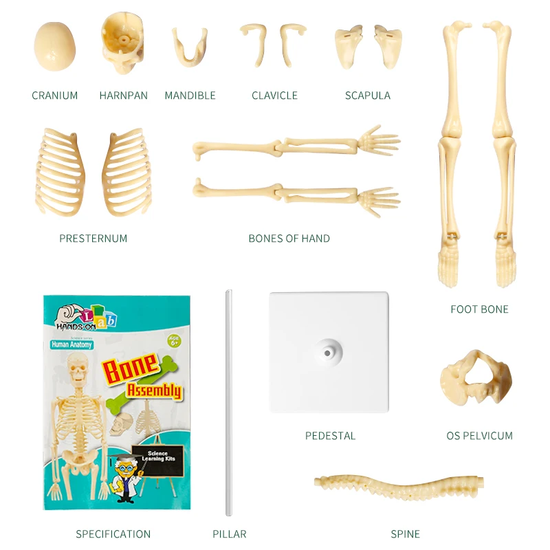 Joints Of Human Organ Bone  Model DIY Assembly Skeletal Removable Structural Skeleton For Medical Teaching Purposes