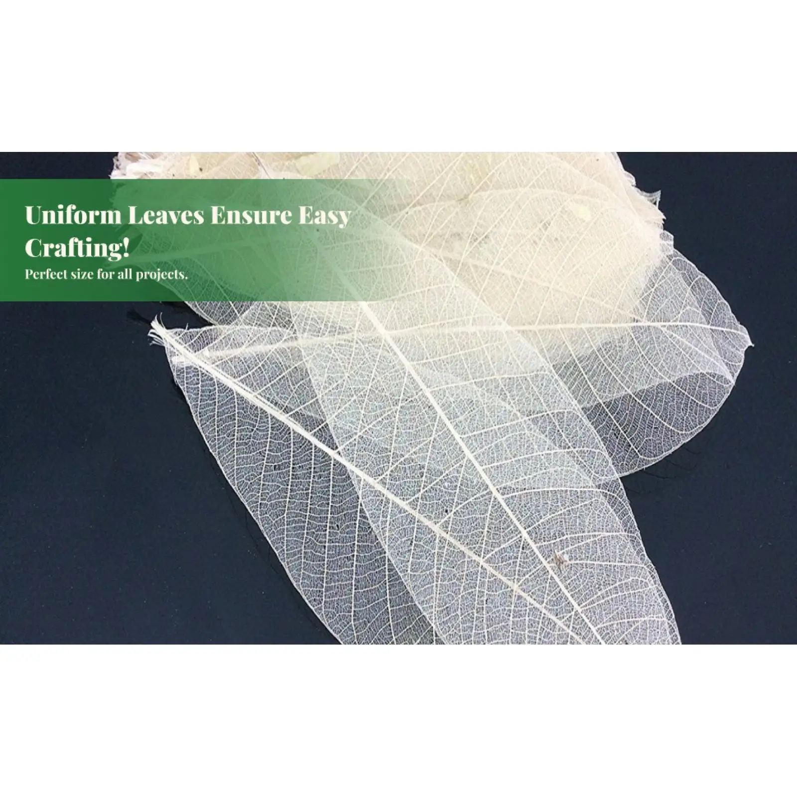 100x Natural Magnolia Skeleton Leaf Leaves Card Scrapbooking DIY Crafts White