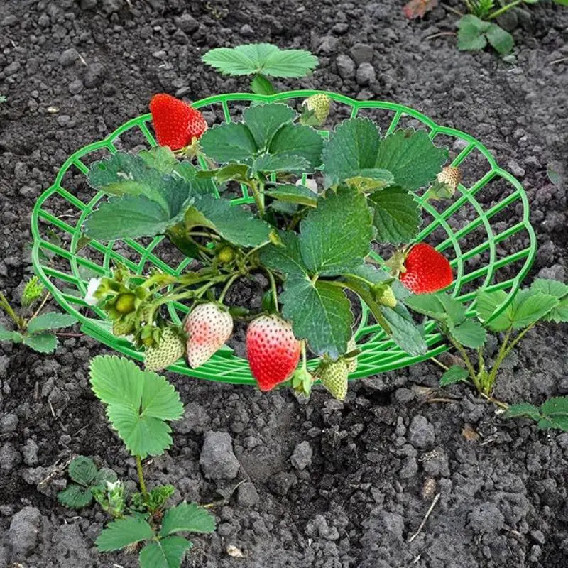 (.) 10pcs Green Strawberry Planting Racks Watermelon Support 3 Legged Plant Protector Easy Assembly