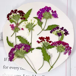 12pcs/5-8cm, Natural Pressed Cherry Blossom DIY Manual Photo Frame Bookmark Greeting Card Aromatherapy Candle Nail Decoration
