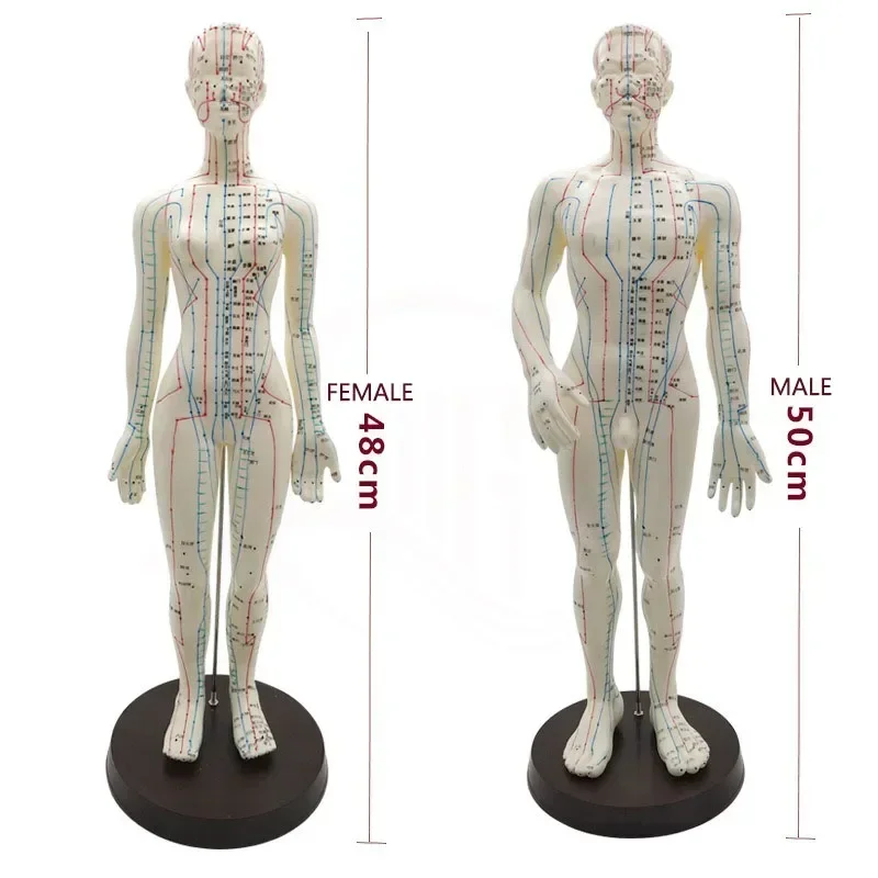 Modèle d'acupuncture avec points chinois et base en PVC, modèle de point d'acupuncture du corps humain féminin et masculin, 50cm