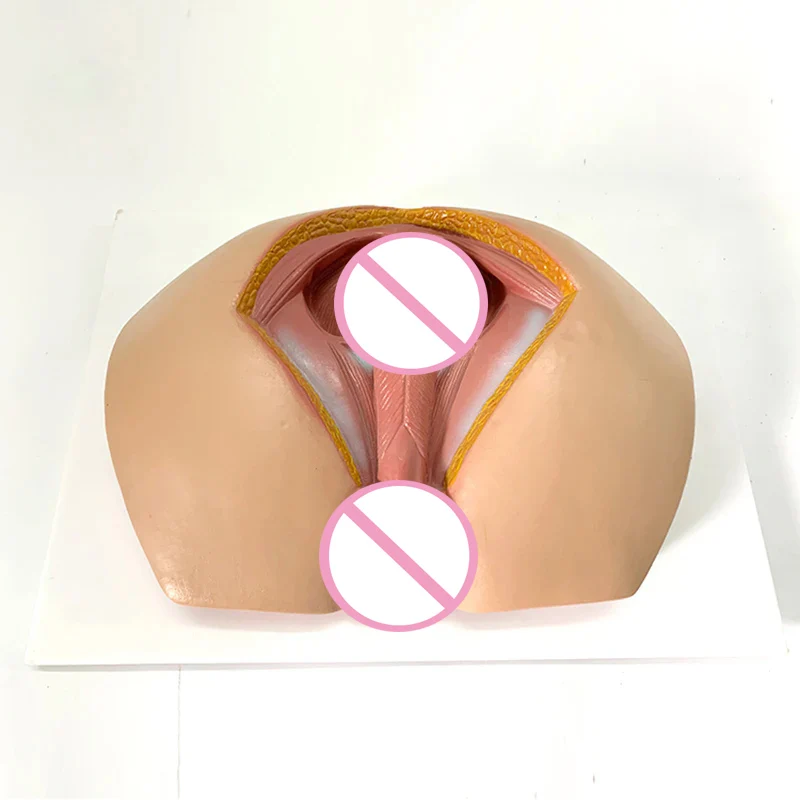 Male Perineum Model Perineal Area Pelvic Blood Vessels Muscles Genitalia and Anus Anatomical Model Educational Tool