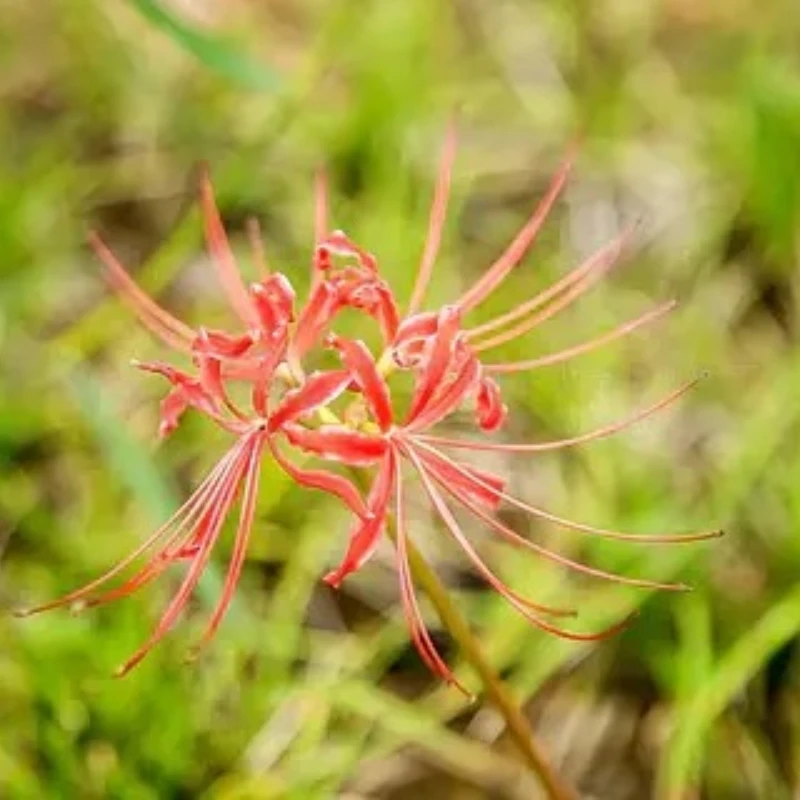 

GEPRC EM3215 900KV Motor for 9inch 10inch Long Range FPV Drone Freestyle RC Quadcopter DIY Build Parts