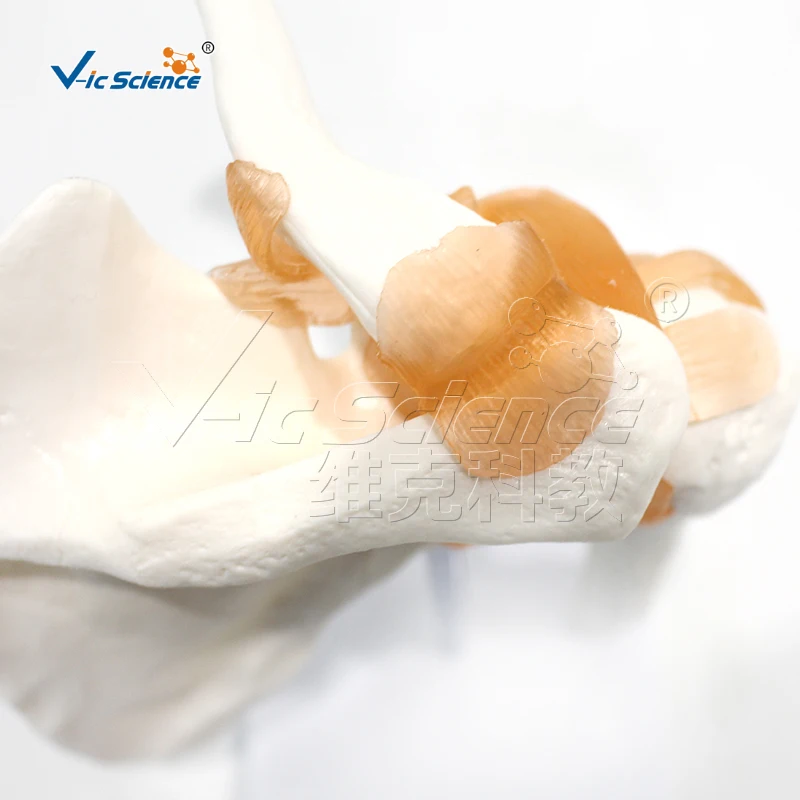 نموذج تشريحي مشترك الكتف PVC عالي الجودة بالحجم الطبيعي مع أربطة لتعليم العلوم الطبية والمدارس المدارس الطبية