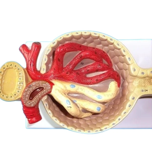 Glomerular kidney model Renal anatomy model Teaching aids Medicine