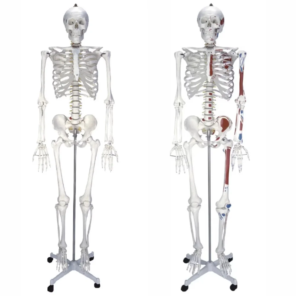 Life Size Skeleton Model with Hemilateral Colored Muscles Medical Science Functional Human Full-Skeleton Anatomy Simulator Study